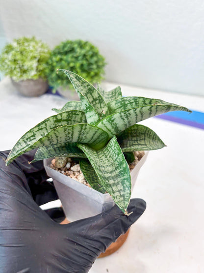 Sansevieria Josepin x Sindoro (#Ba97) | Imported Hybrid Snake plant
