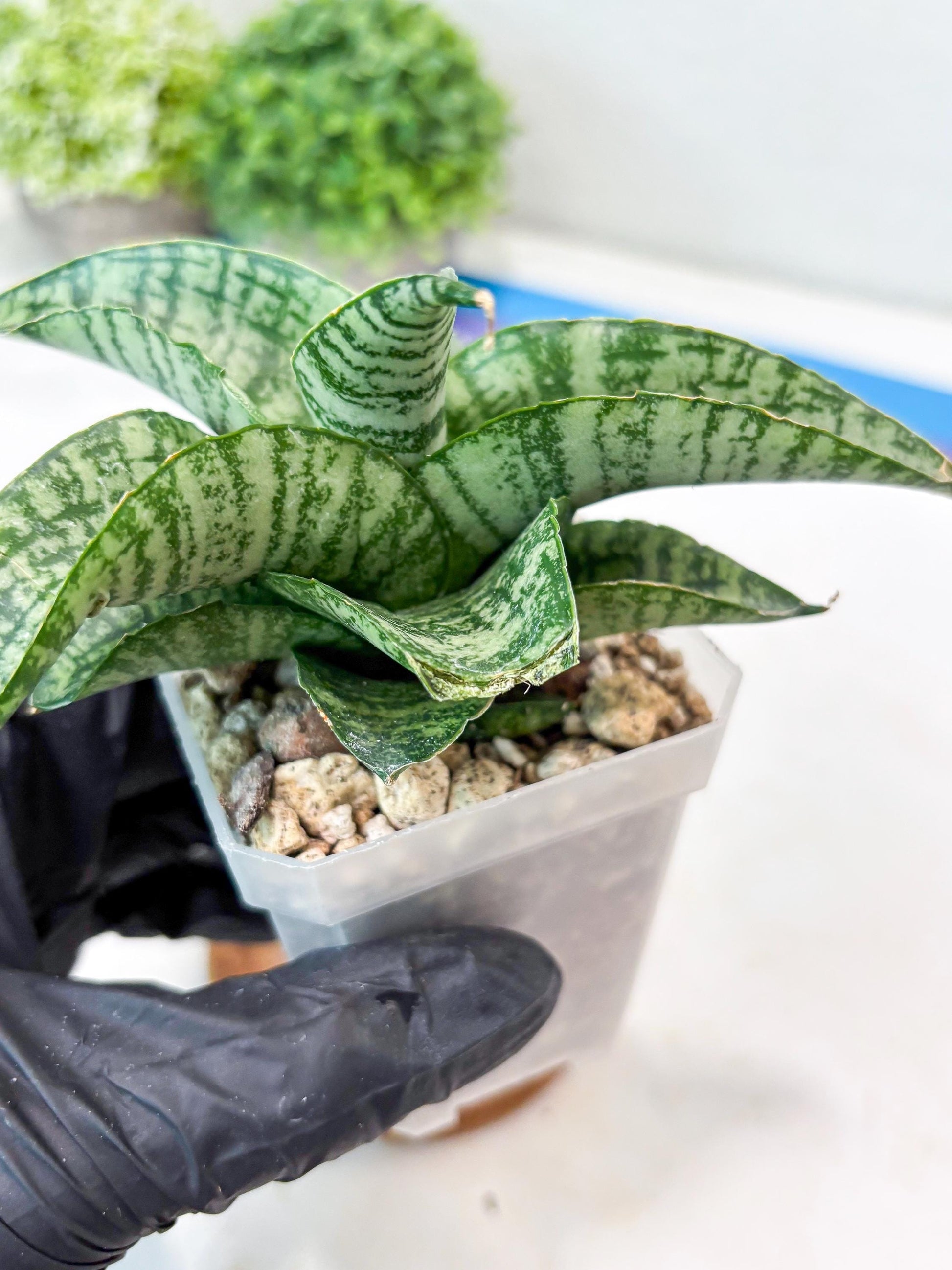 Sansevieria Josepin x Sindoro (#Ba97) | Imported Hybrid Snake plant