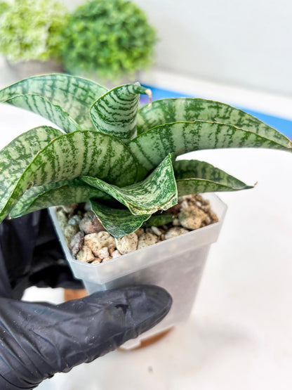 Sansevieria Josepin x Sindoro (#Ba97) | Imported Hybrid Snake plant