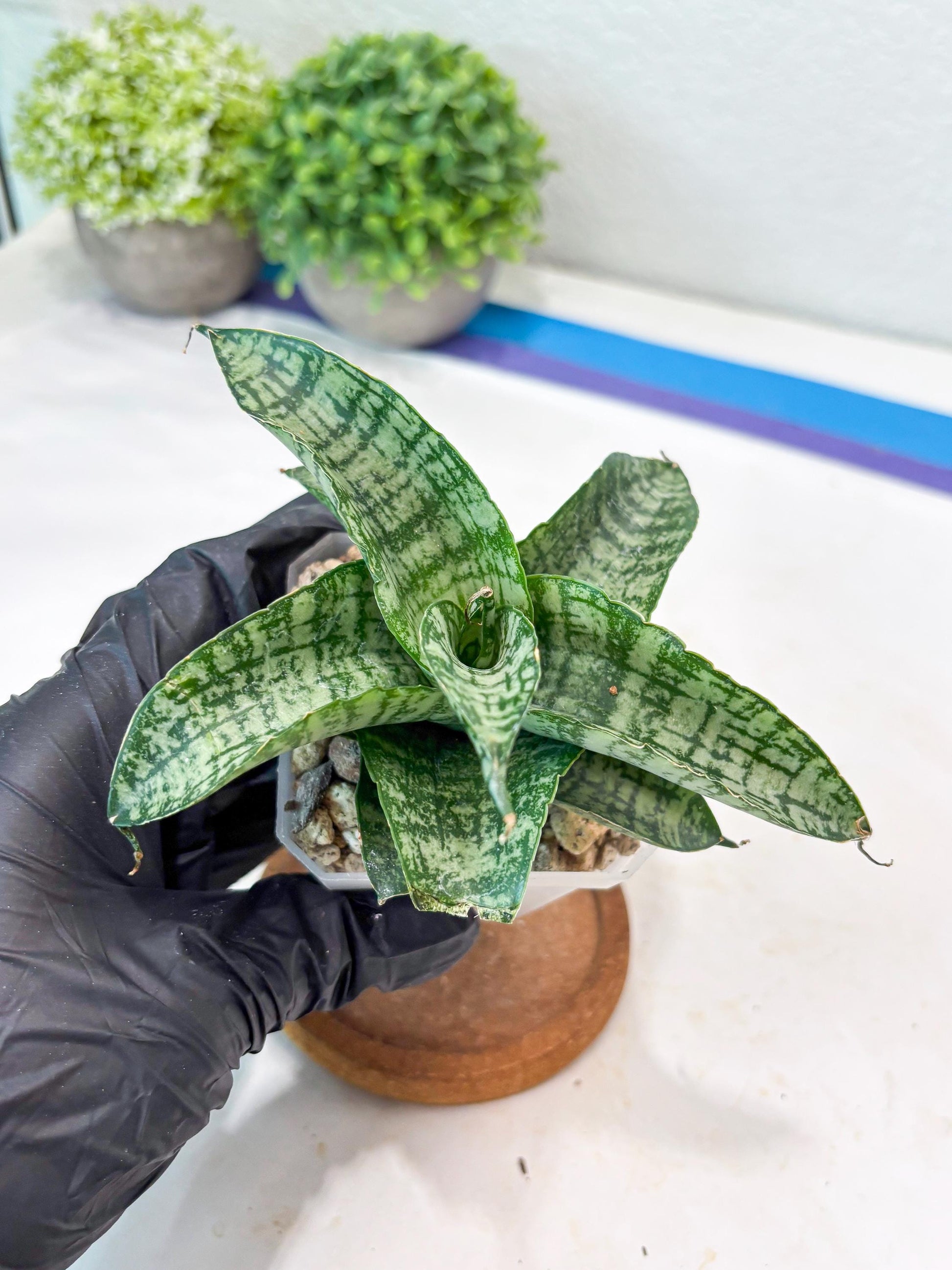 Sansevieria Josepin x Sindoro (#Ba97) | Imported Hybrid Snake plant