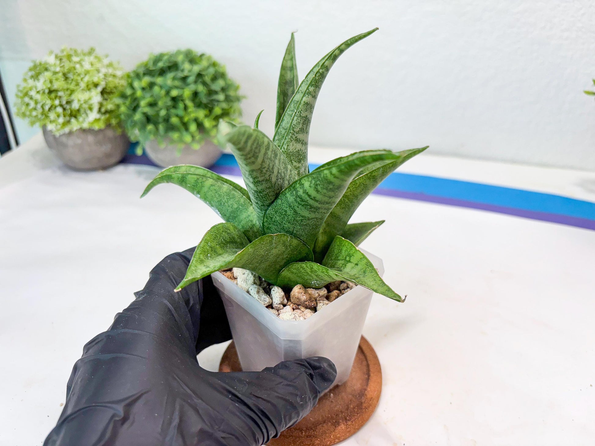 Sansevieria Jaya Prana (#Ba98) | Imported Hybrid Snake plant