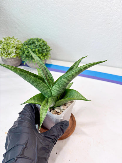 Sansevieria Jaya Prana (#Ba98) | Imported Hybrid Snake plant