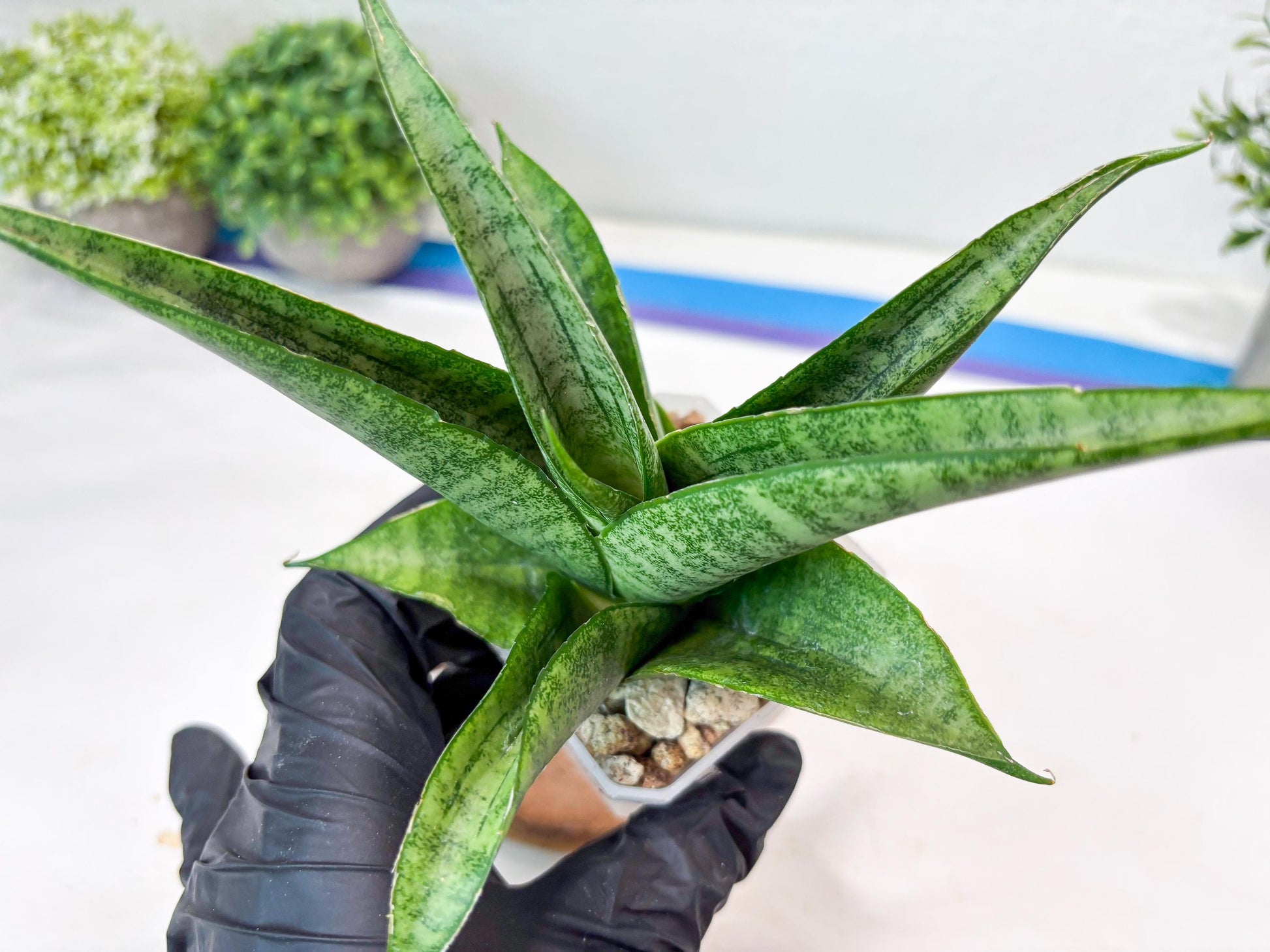 Sansevieria Jaya Prana (#Ba98) | Imported Hybrid Snake plant