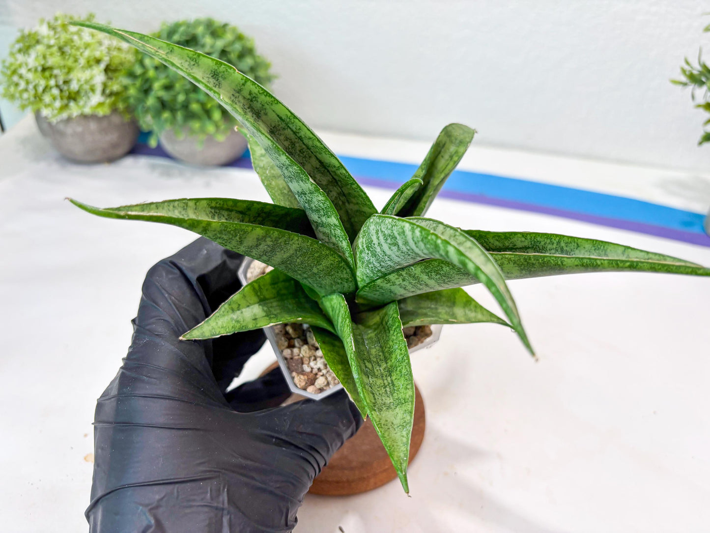 Sansevieria Jaya Prana (#Ba98) | Imported Hybrid Snake plant