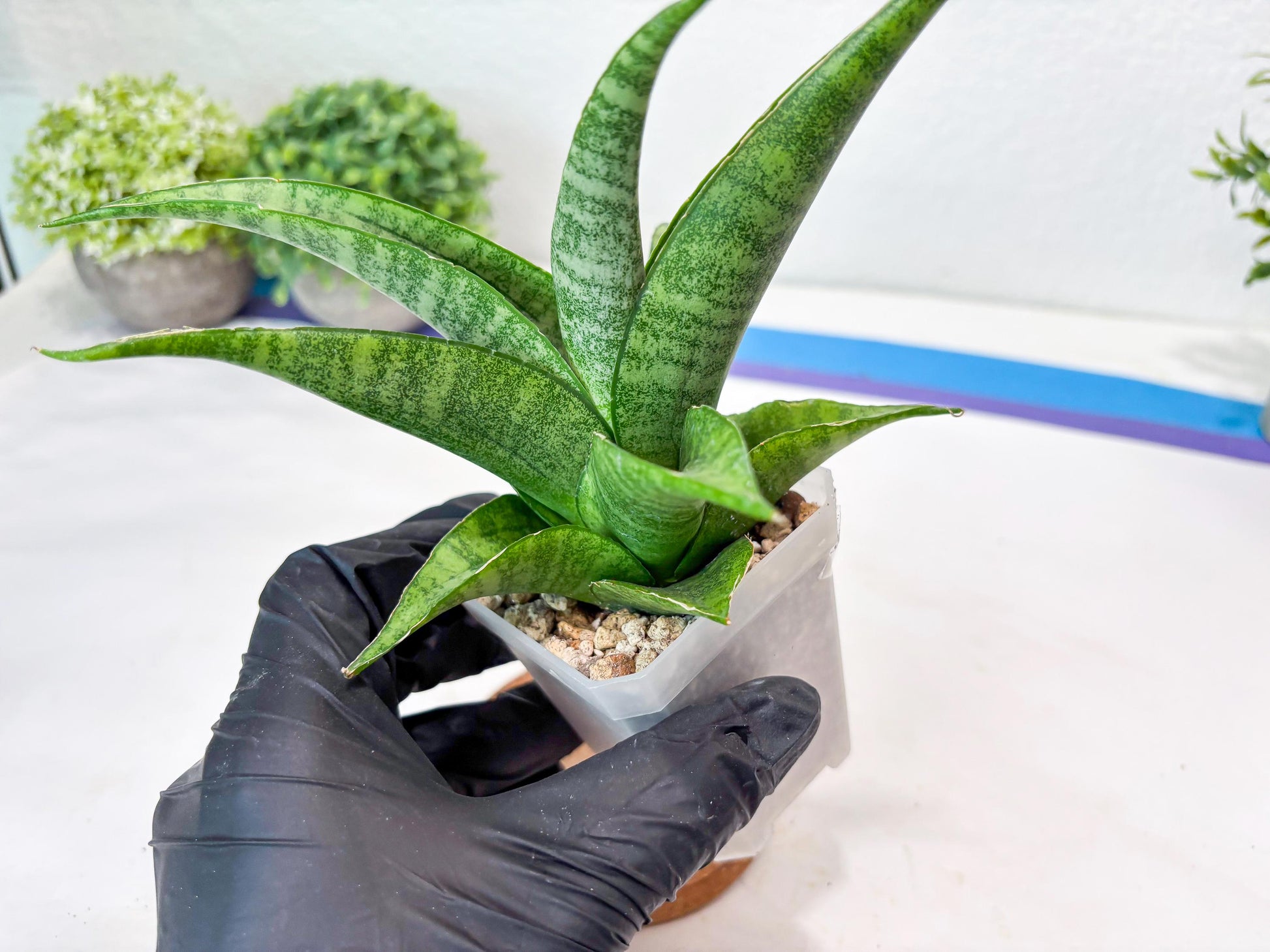 Sansevieria Jaya Prana (#Ba98) | Imported Hybrid Snake plant