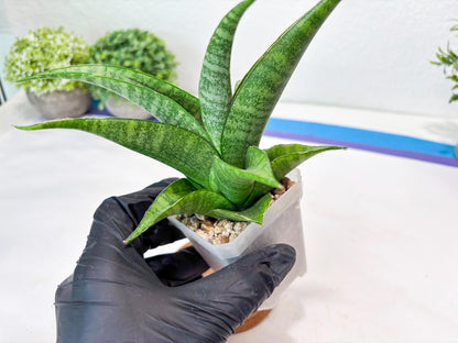 Sansevieria Jaya Prana (#Ba98) | Imported Hybrid Snake plant