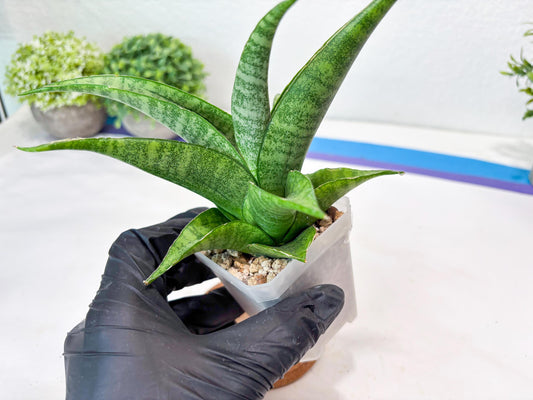 Sansevieria Jaya Prana (#Ba98) | Imported Hybrid Snake plant