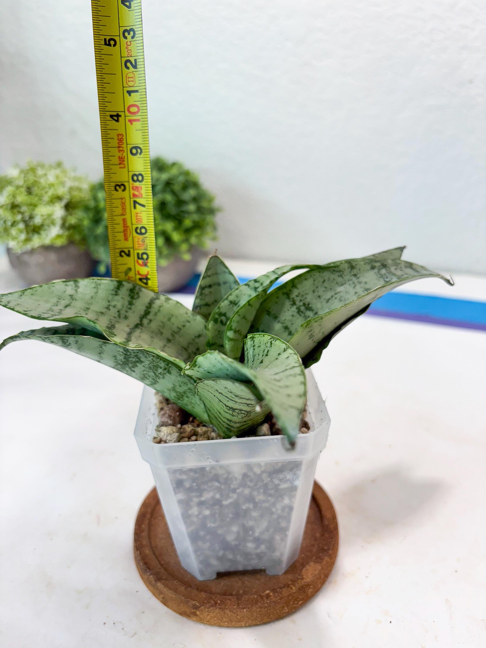 Sansevieria Jelita (#Ba99) | Rare Hybrid Species