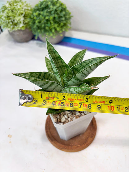 Sansevieria Jarvis (#Ba100) | Rare Hybrid Species