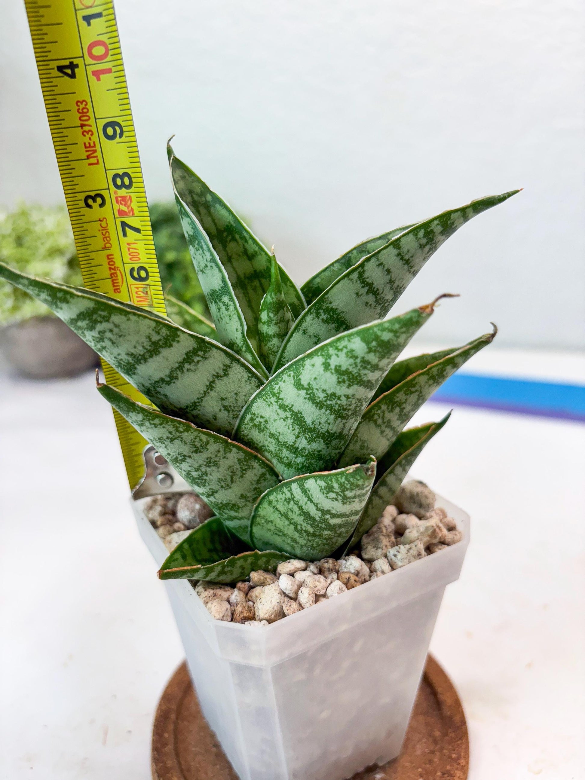 Sansevieria Jarvis (#Ba100) | Rare Hybrid Species