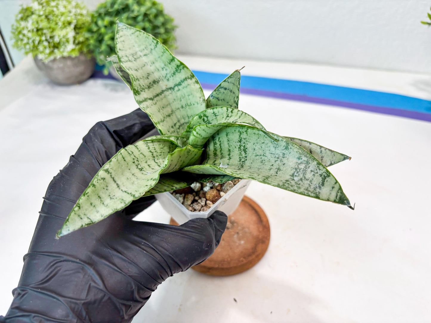 Sansevieria Jelita (#Ba99) | Rare Hybrid Species