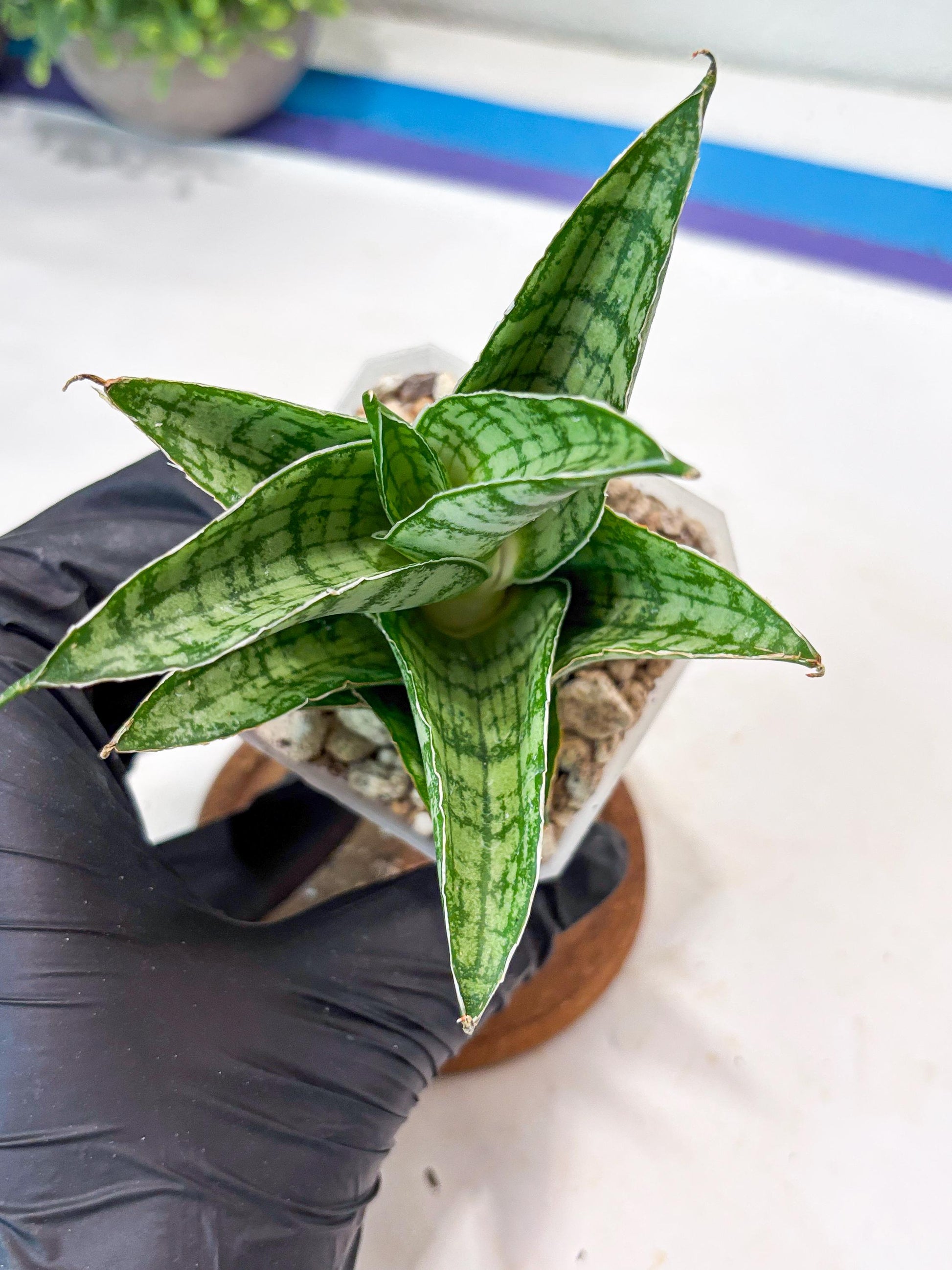 Sansevieria Jarvis (#Ba100) | Rare Hybrid Species