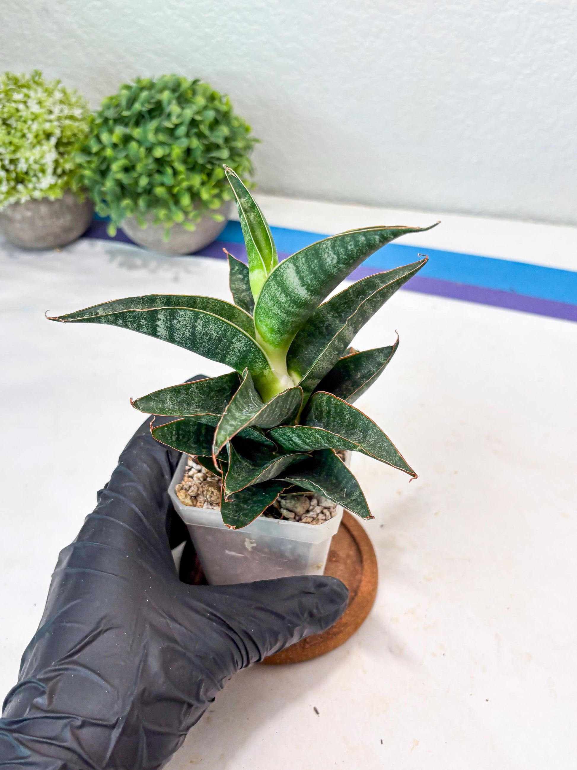 Sansevieria Black Hawk x Ariela (#Ba104) | Rare Snake Plant