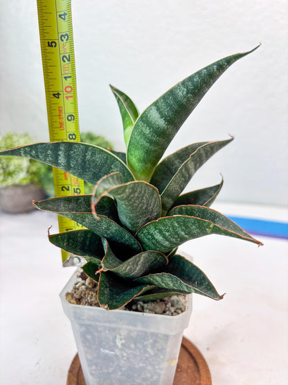 Sansevieria Black Hawk x Ariela (#Ba104) | Rare Snake Plant