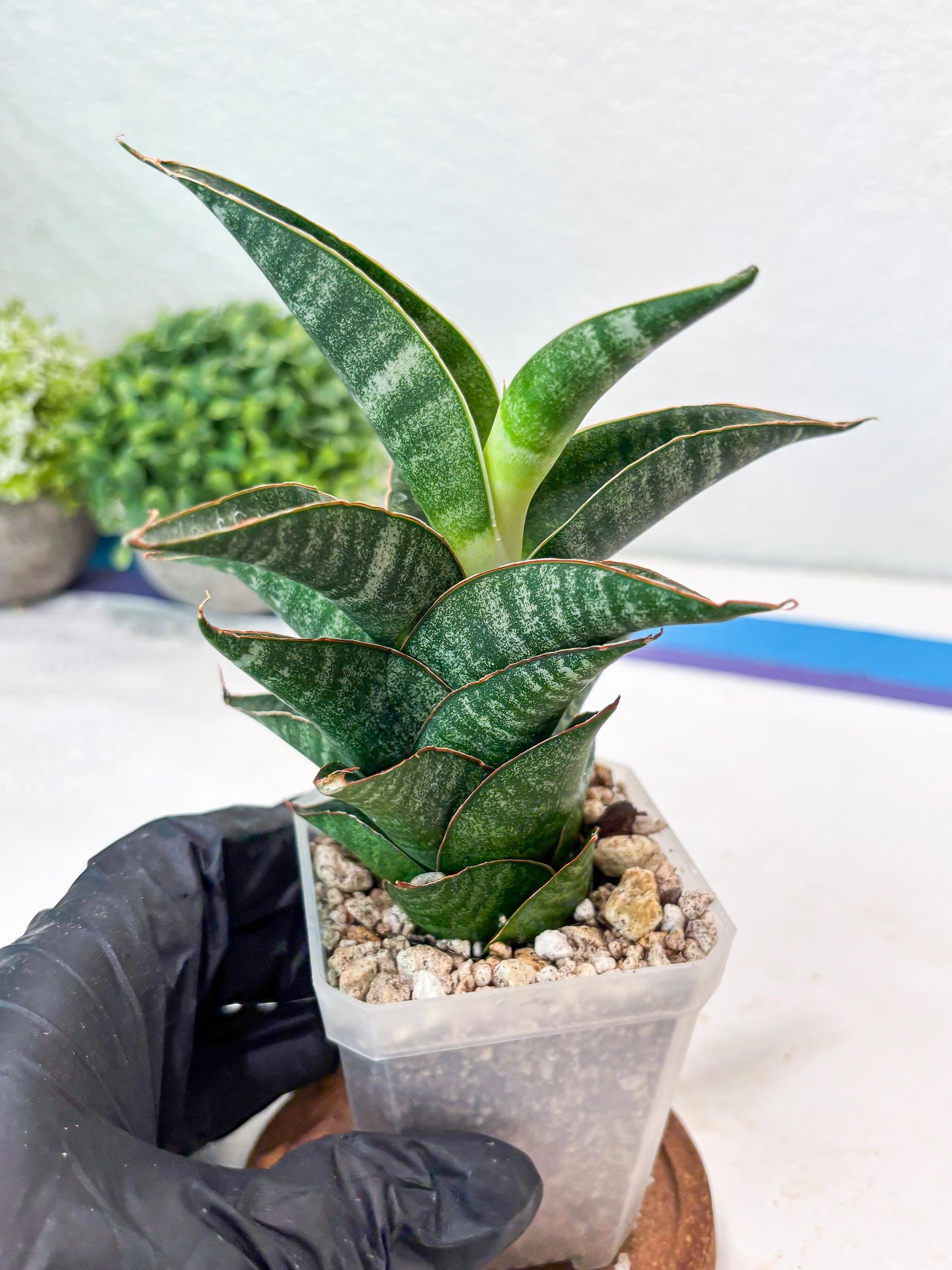 Sansevieria Black Hawk x Ariela (#Ba104) | Rare Snake Plant