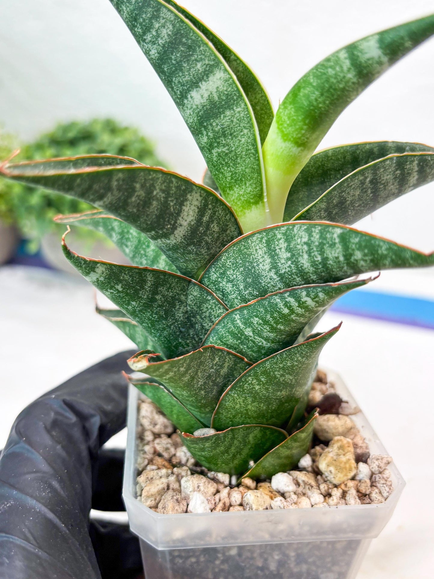 Sansevieria Black Hawk x Ariela (#Ba104) | Rare Snake Plant