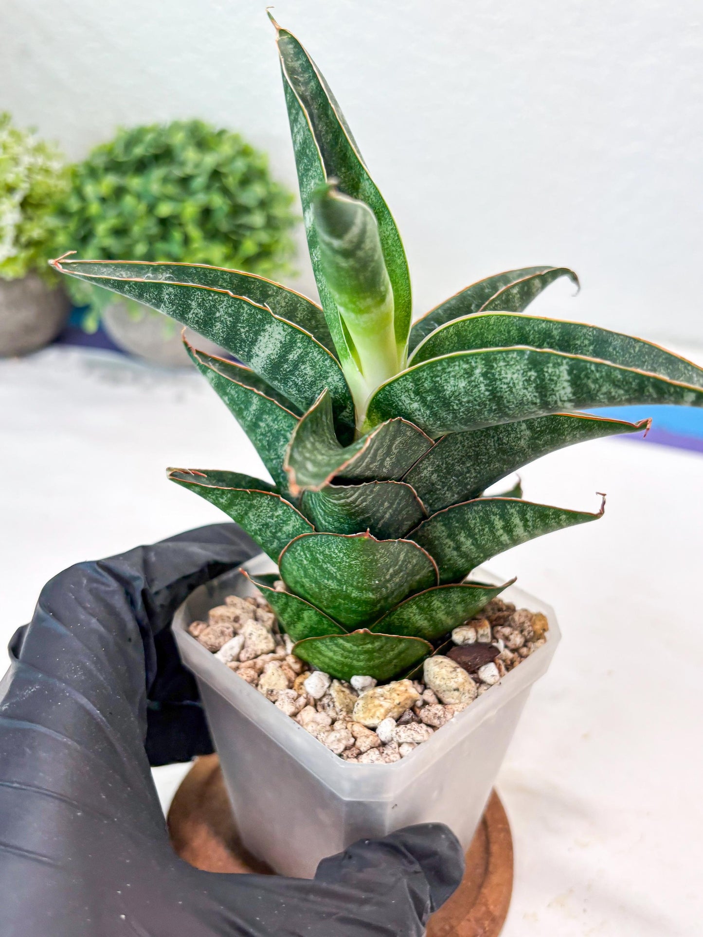 Sansevieria Black Hawk x Ariela (#Ba104) | Rare Snake Plant