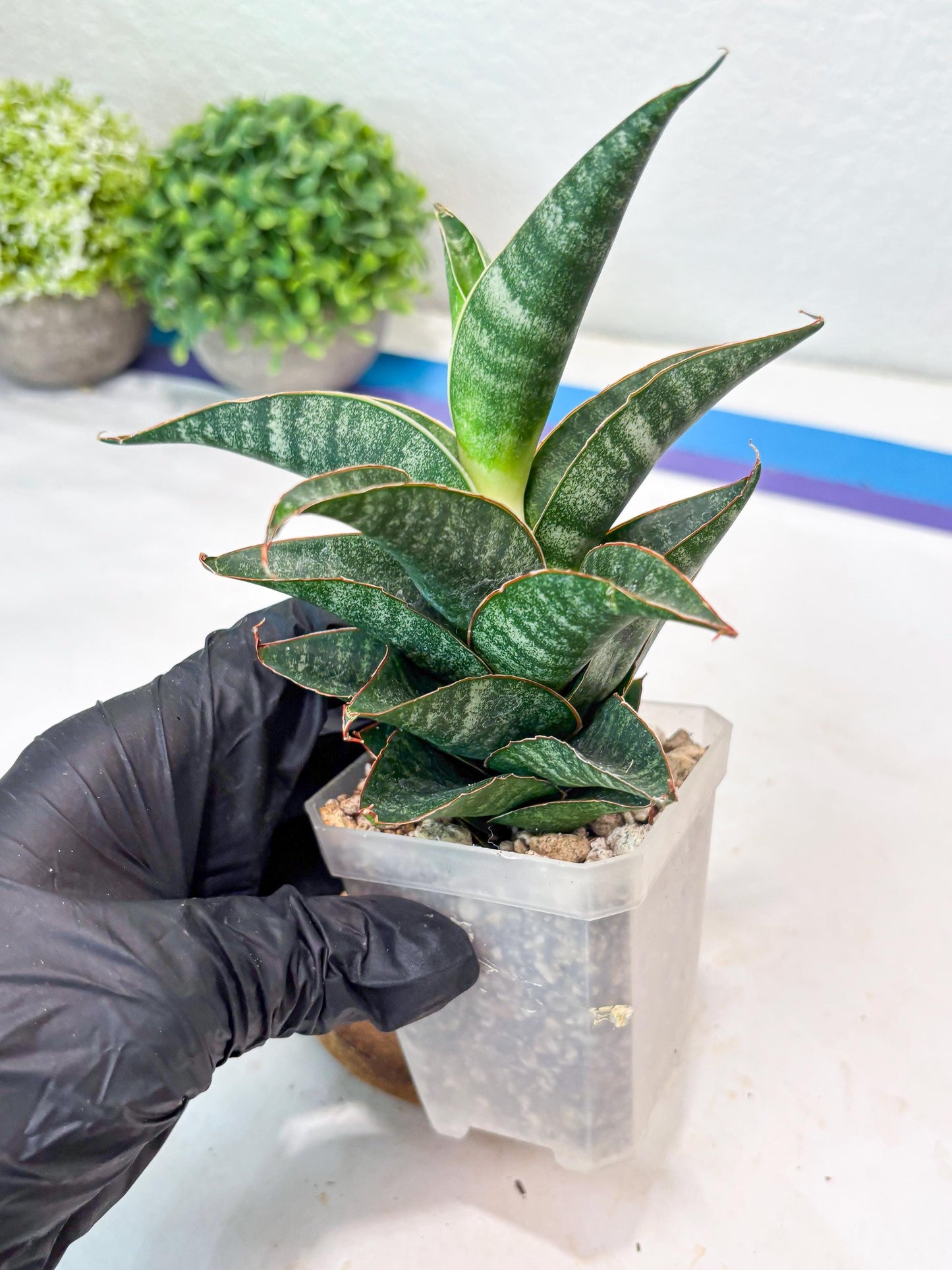 Sansevieria Black Hawk x Ariela (#Ba104) | Rare Snake Plant