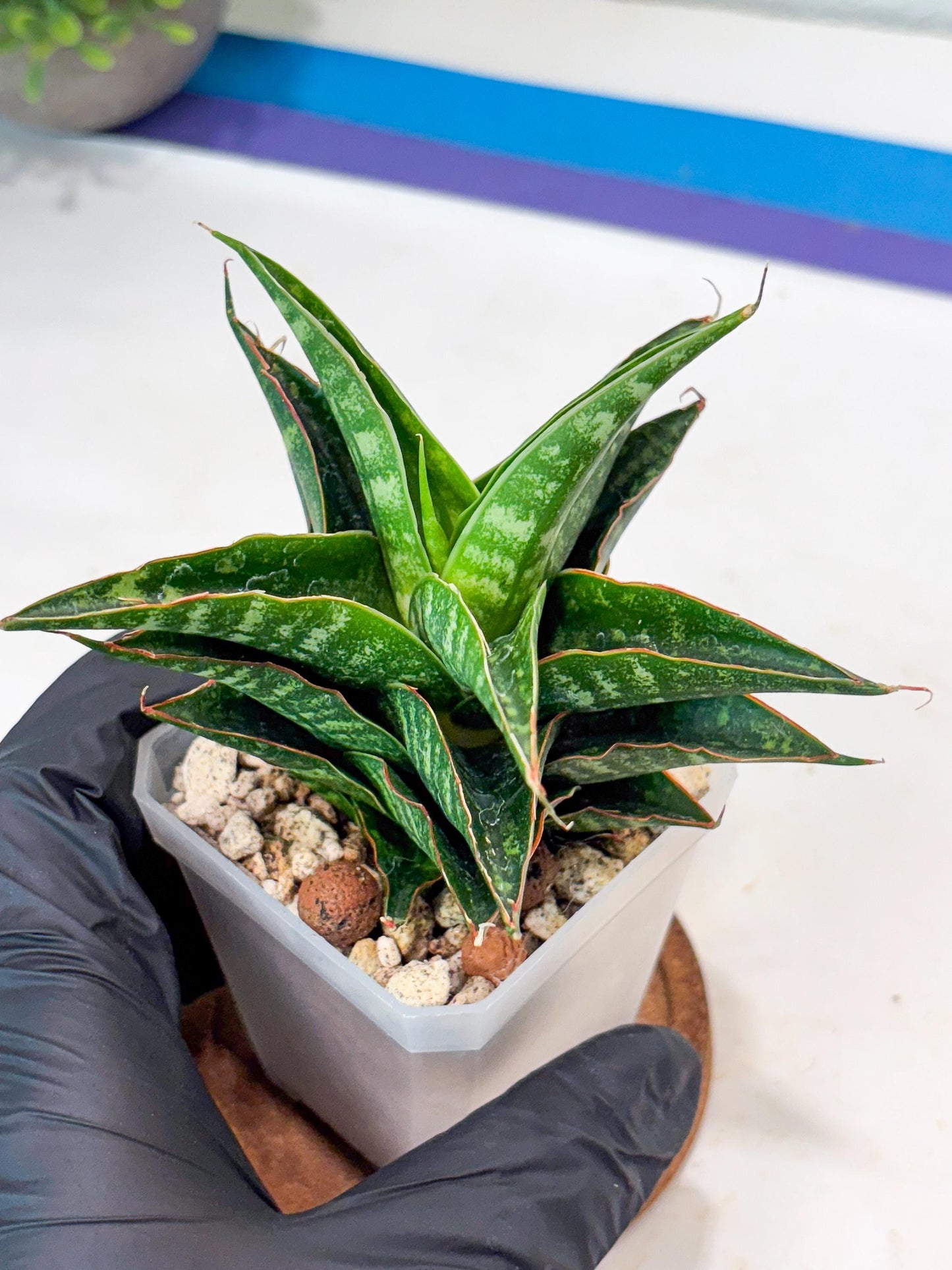 Sansevieria Shinta x Black Mlandi (#Ba105) | Imported Hybrid Snake plant