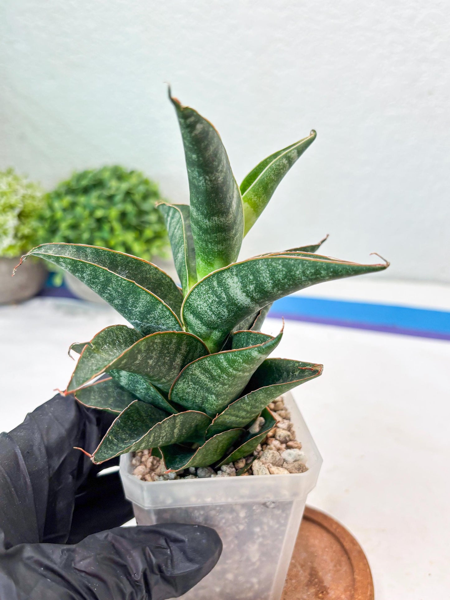 Sansevieria Black Hawk x Ariela (#Ba104) | Rare Snake Plant