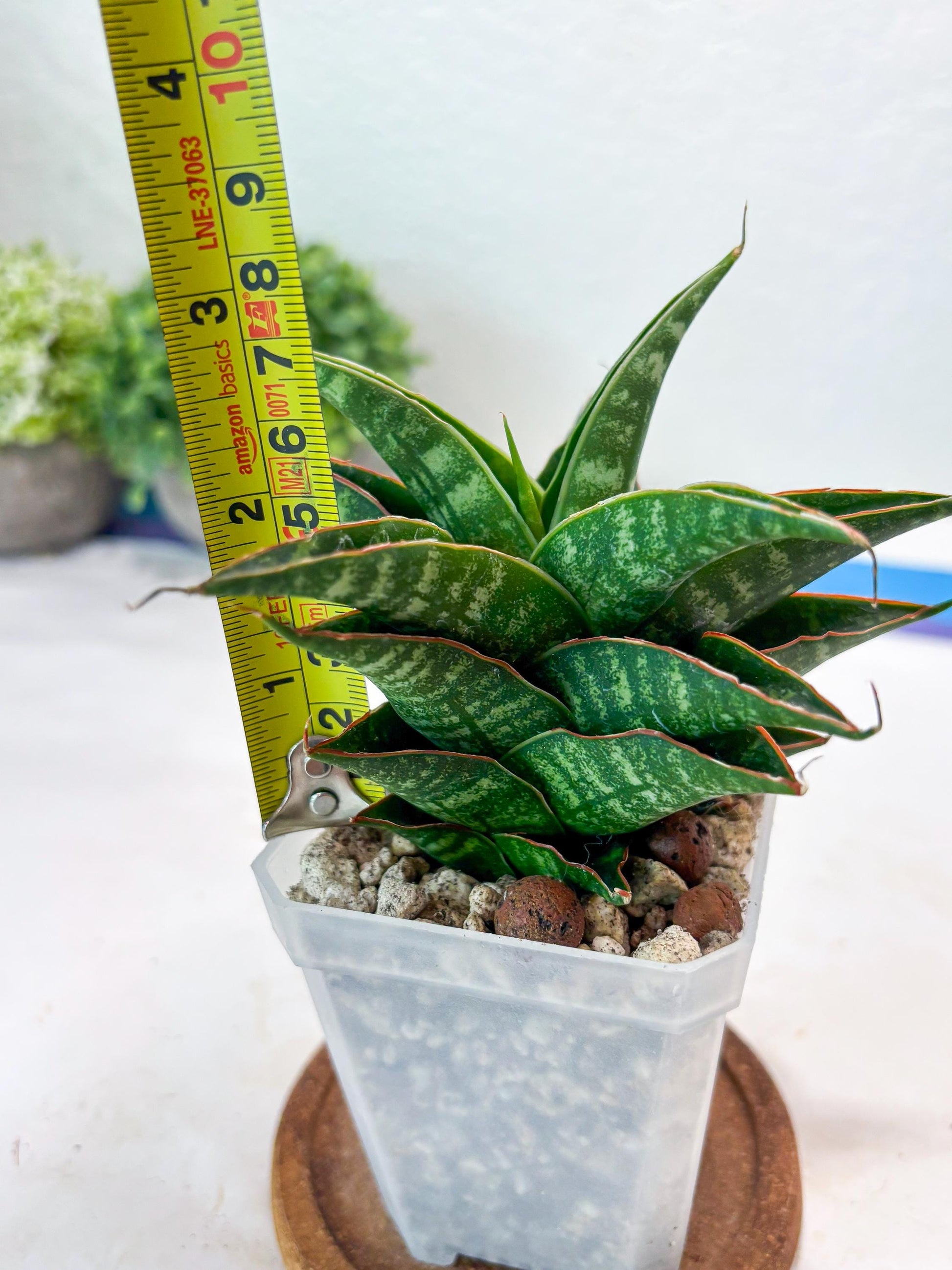 Sansevieria Shinta x Black Mlandi (#Ba105) | Imported Hybrid Snake plant
