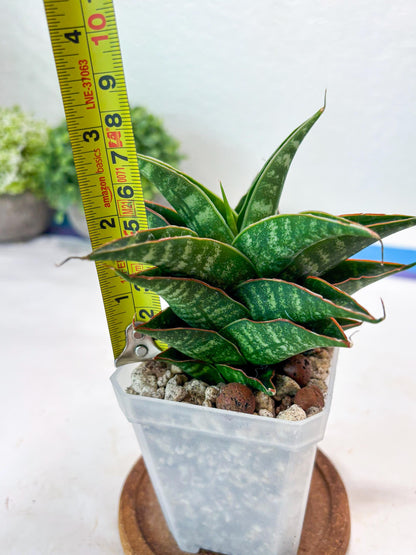 Sansevieria Shinta x Black Mlandi (#Ba105) | Imported Hybrid Snake plant