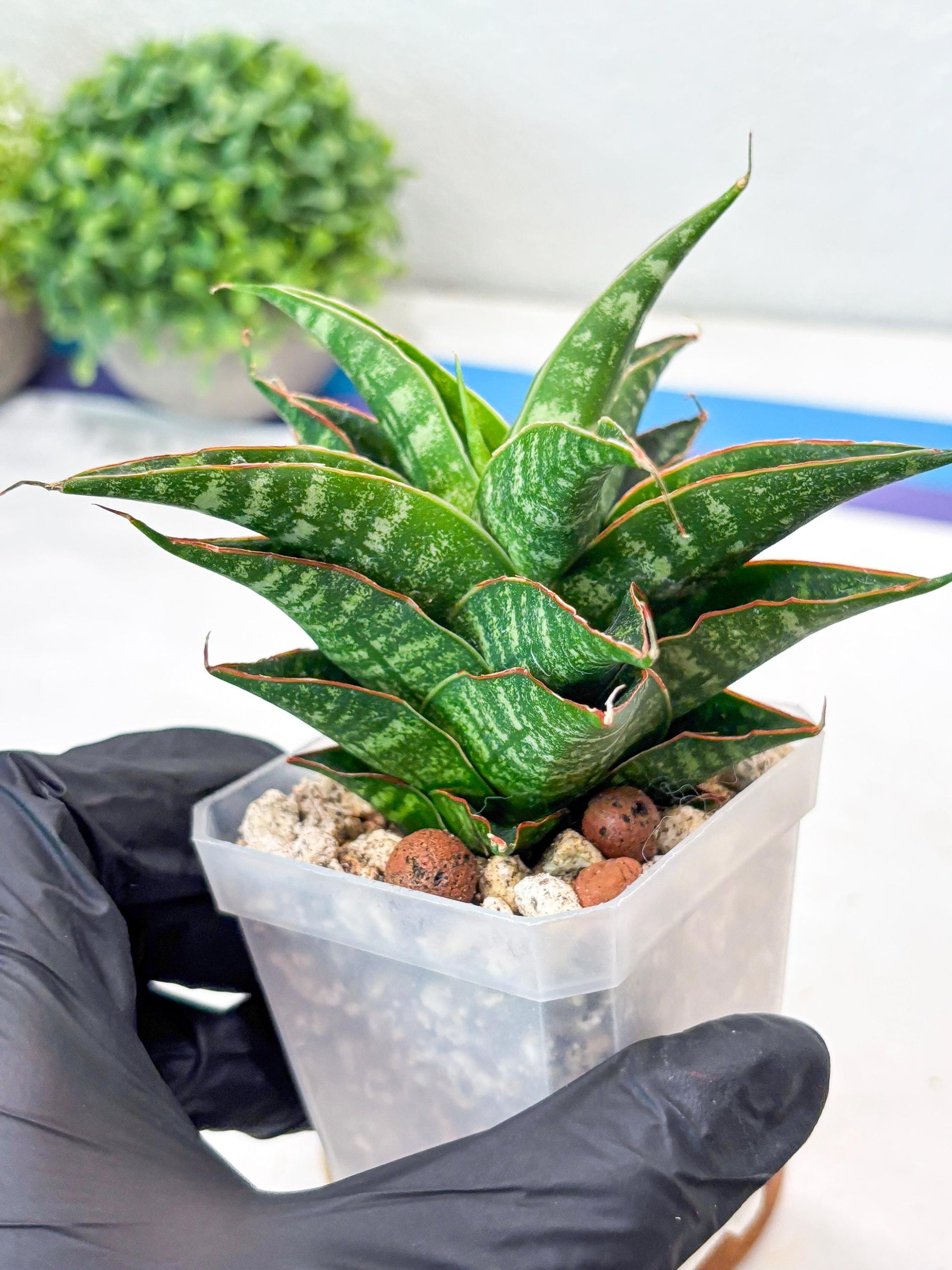 Sansevieria Shinta x Black Mlandi (#Ba105) | Imported Hybrid Snake plant