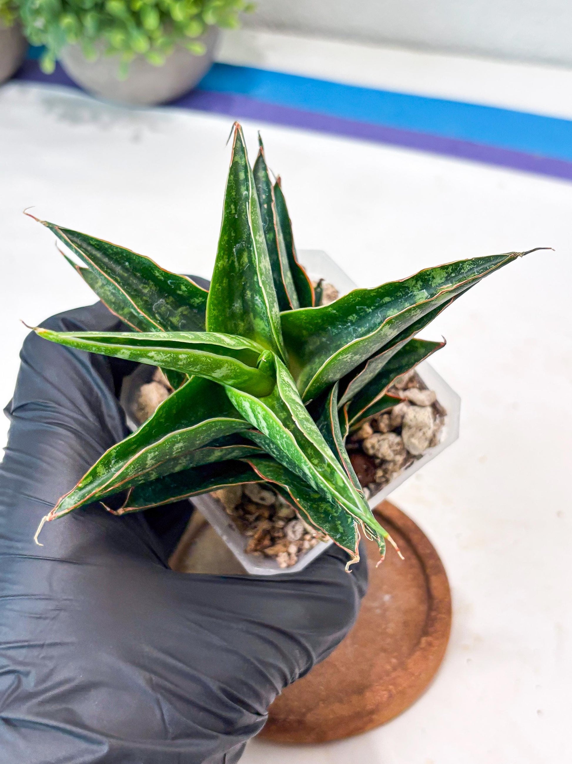 Sansevieria Shinta x Black Mlandi (#Ba105) | Imported Hybrid Snake plant