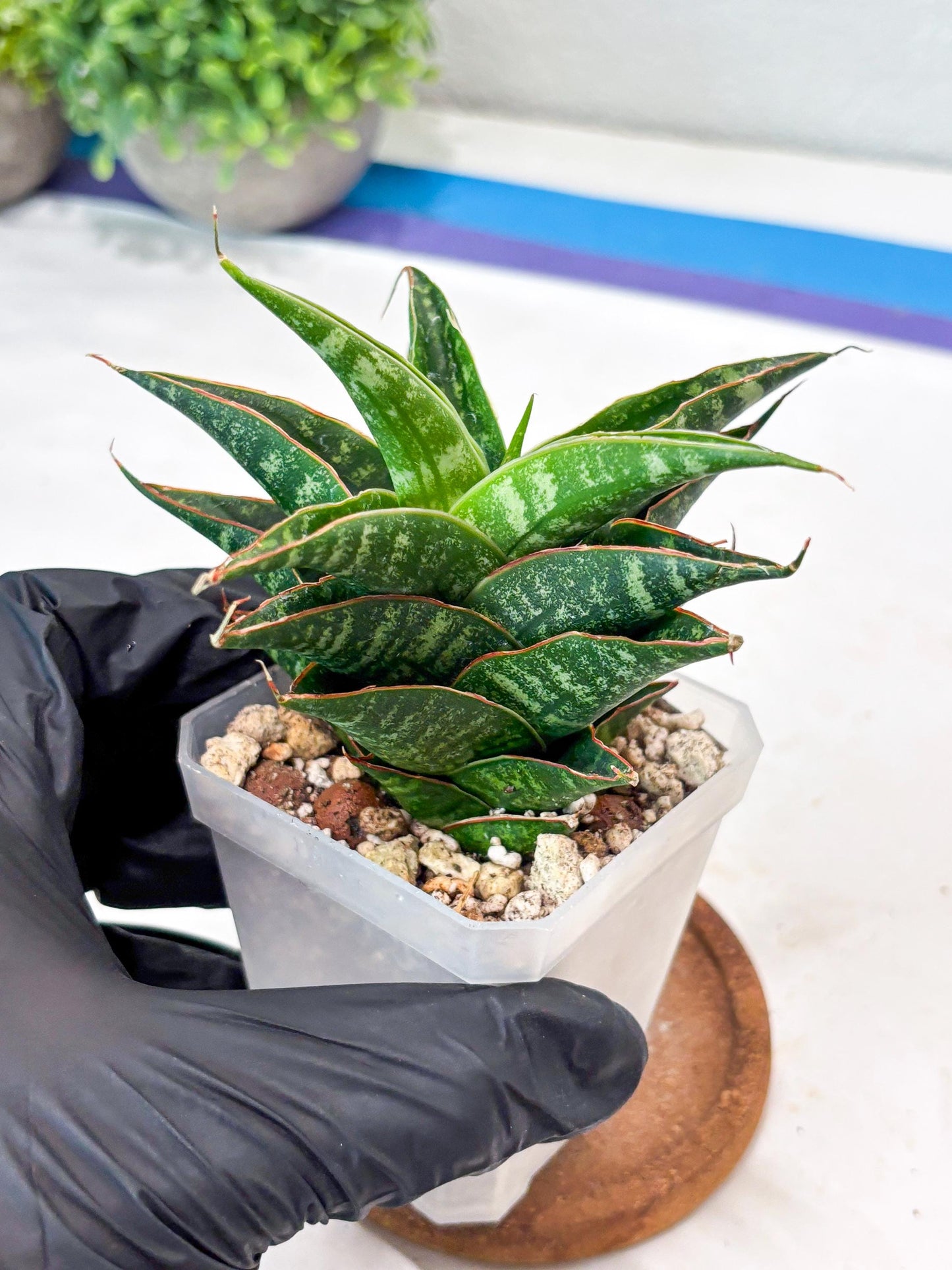 Sansevieria Shinta x Black Mlandi (#Ba105) | Imported Hybrid Snake plant