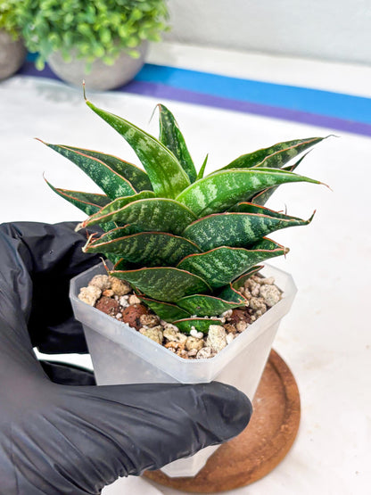 Sansevieria Shinta x Black Mlandi (#Ba105) | Imported Hybrid Snake plant