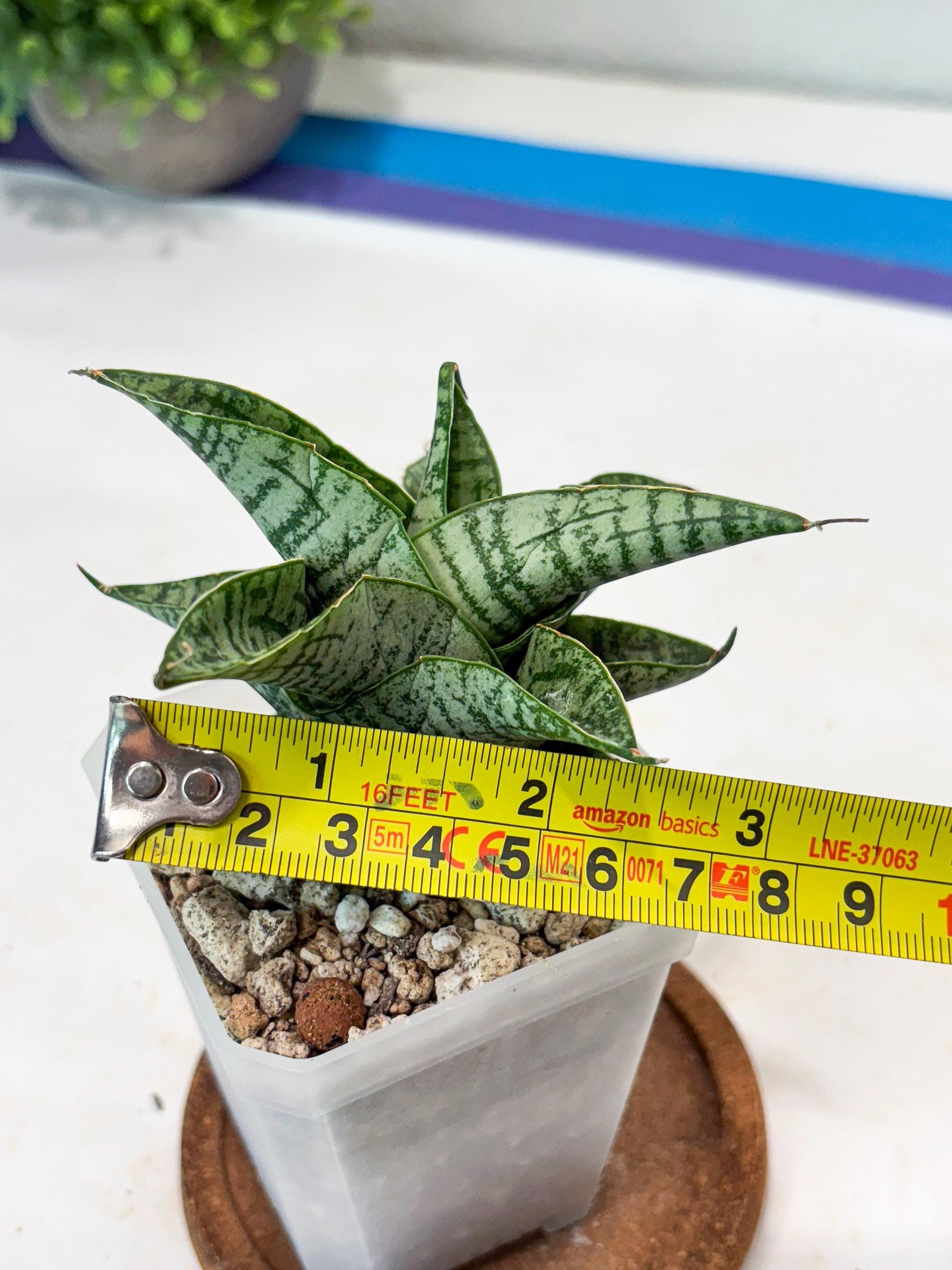 Sansevieria Sindoro x Josepin (#Ba106) | Imported Hybrid Snake plant