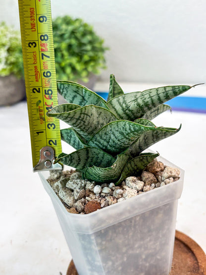 Sansevieria Sindoro x Josepin (#Ba106) | Imported Hybrid Snake plant