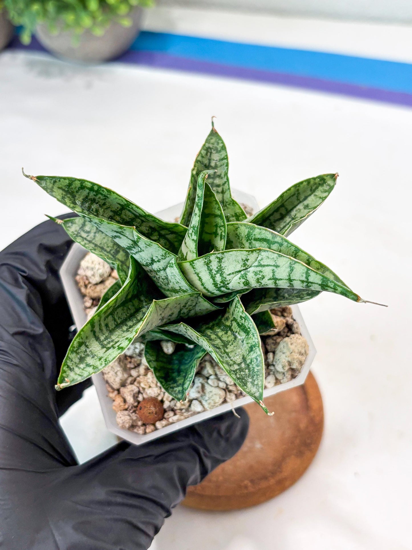 Sansevieria Sindoro x Josepin (#Ba106) | Imported Hybrid Snake plant