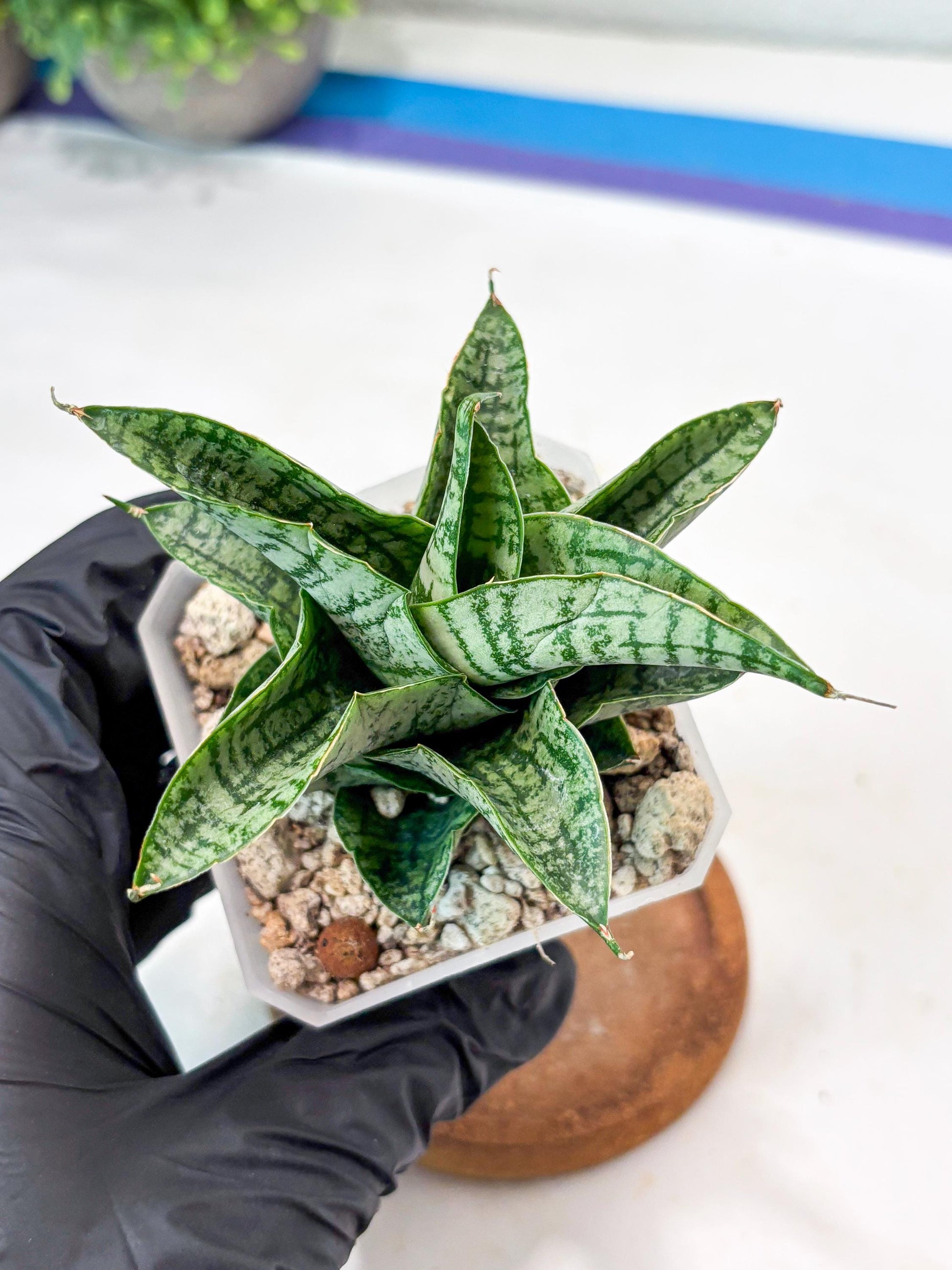 Sansevieria Sindoro x Josepin (#Ba106) | Imported Hybrid Snake plant