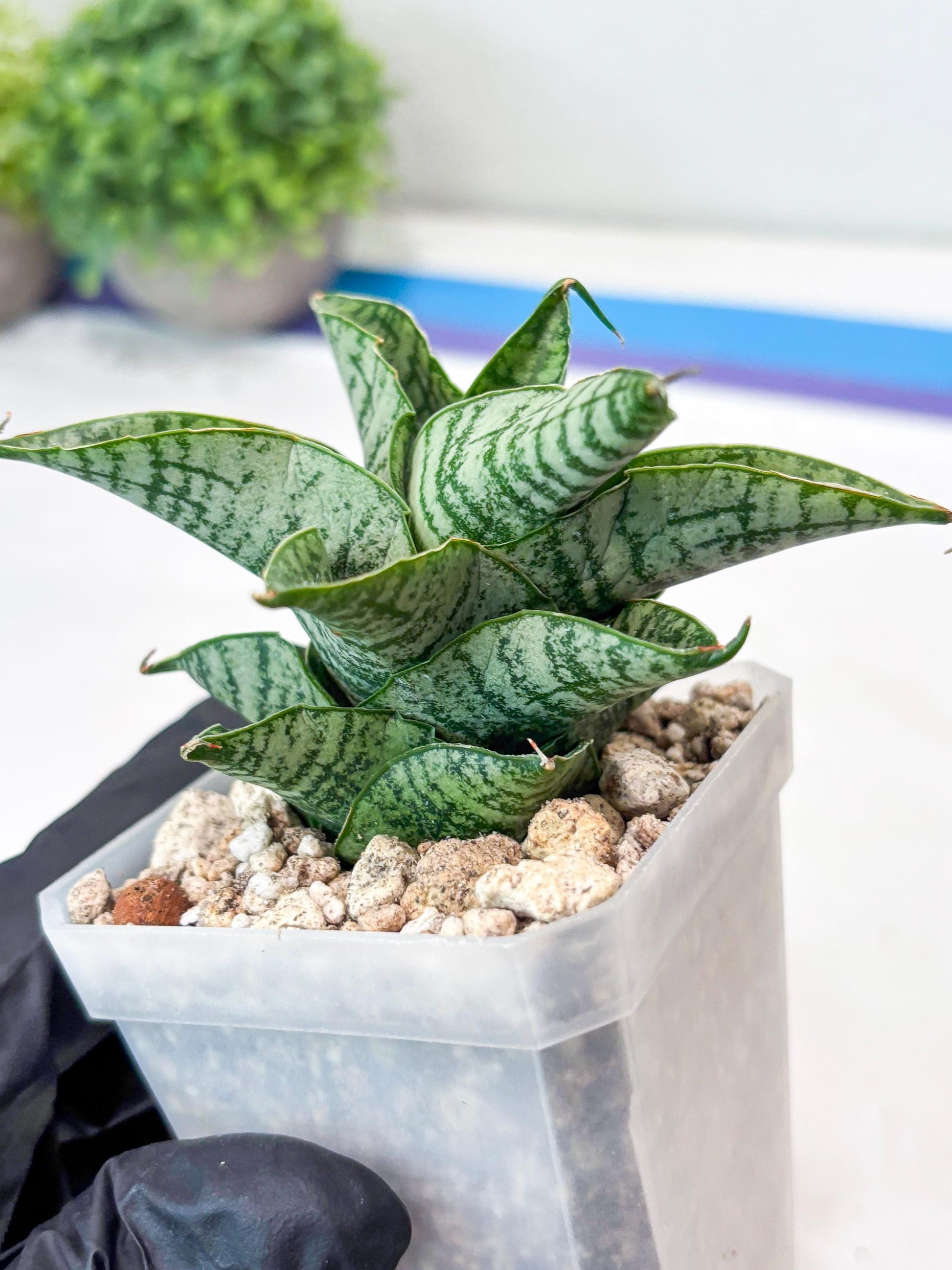 Sansevieria Sindoro x Josepin (#Ba106) | Imported Hybrid Snake plant