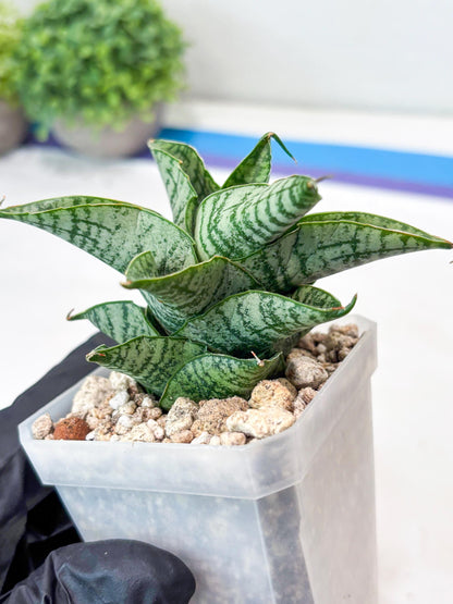 Sansevieria Sindoro x Josepin (#Ba106) | Imported Hybrid Snake plant