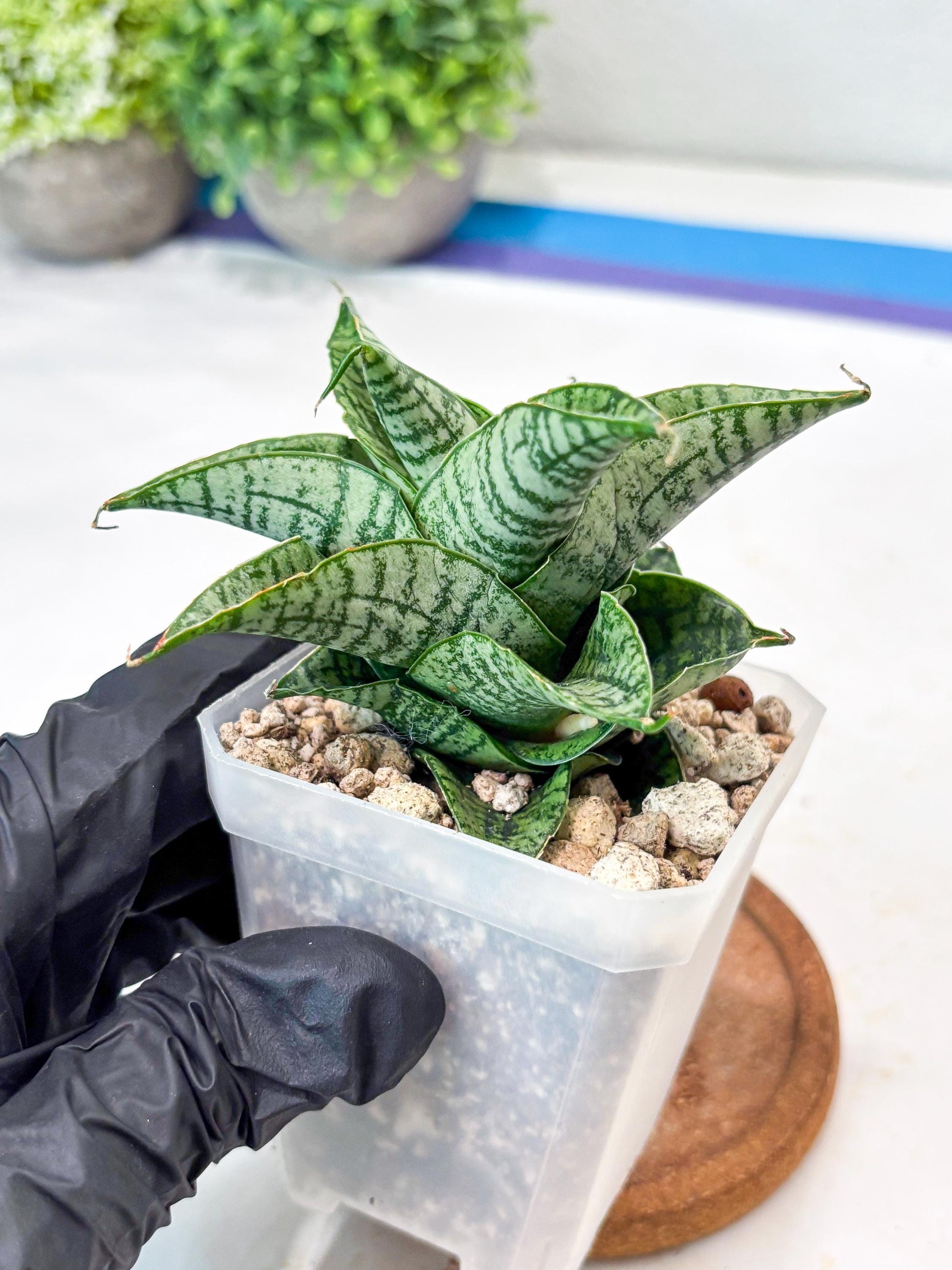 Sansevieria Sindoro x Josepin (#Ba106) | Imported Hybrid Snake plant