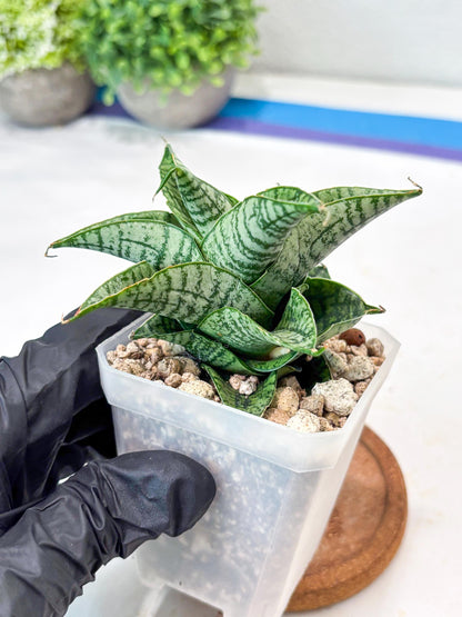 Sansevieria Sindoro x Josepin (#Ba106) | Imported Hybrid Snake plant