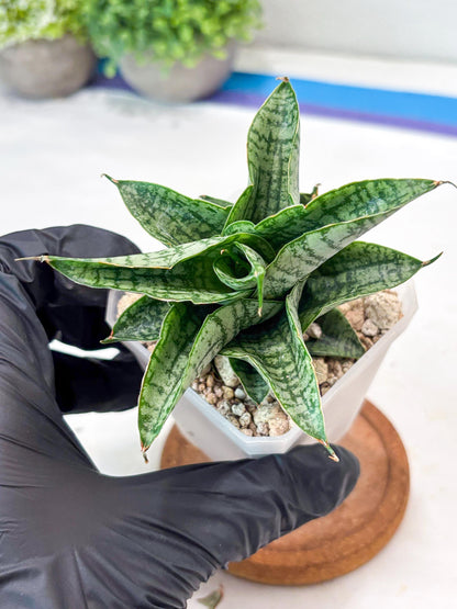 Sansevieria Sindoro x Josepin (#Ba106) | Imported Hybrid Snake plant