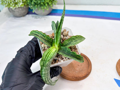Sansevieria Water Melon (Blue) | Imported Hybrid Species
