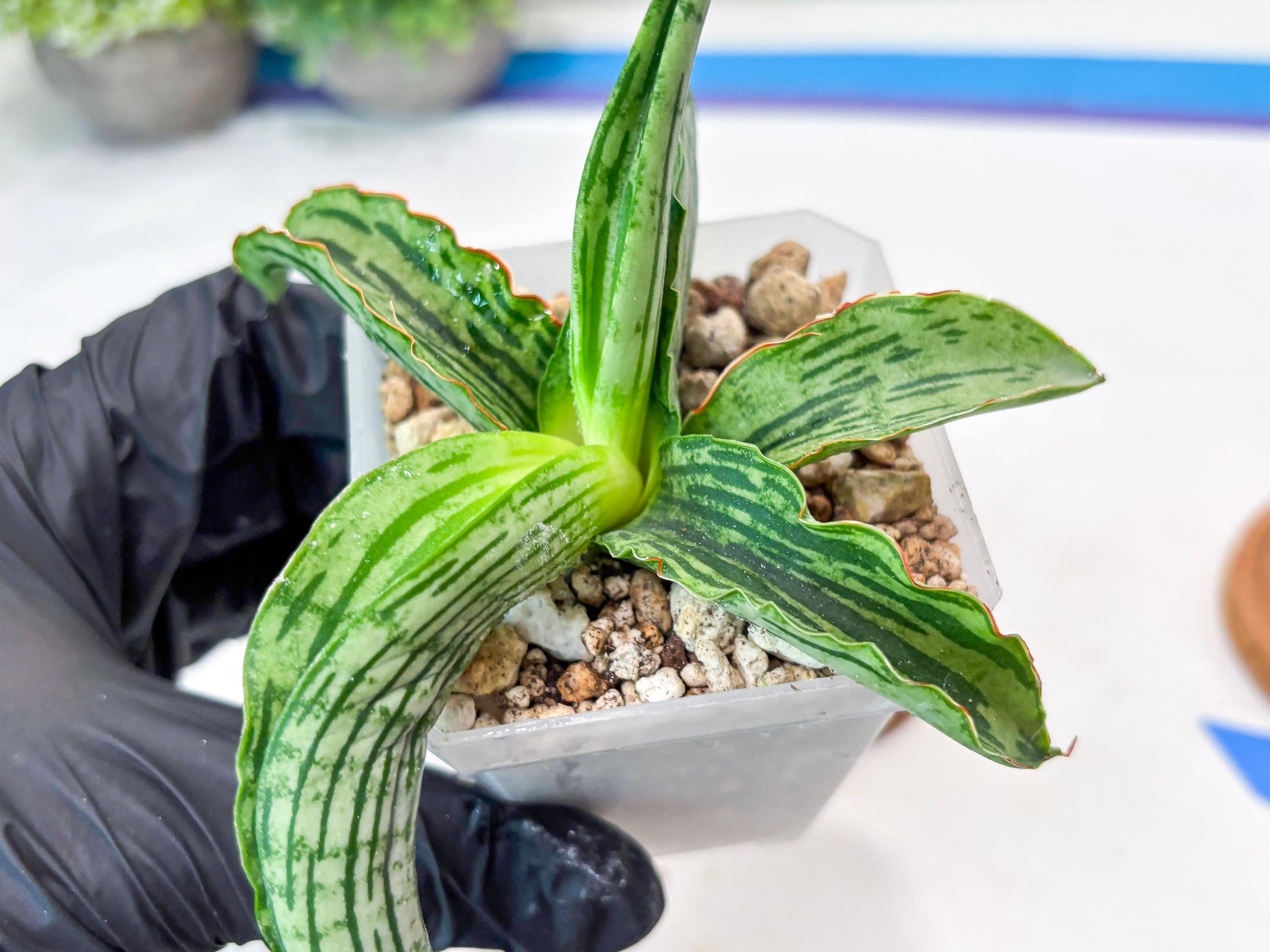 Sansevieria Water Melon (Blue) | Imported Hybrid Species