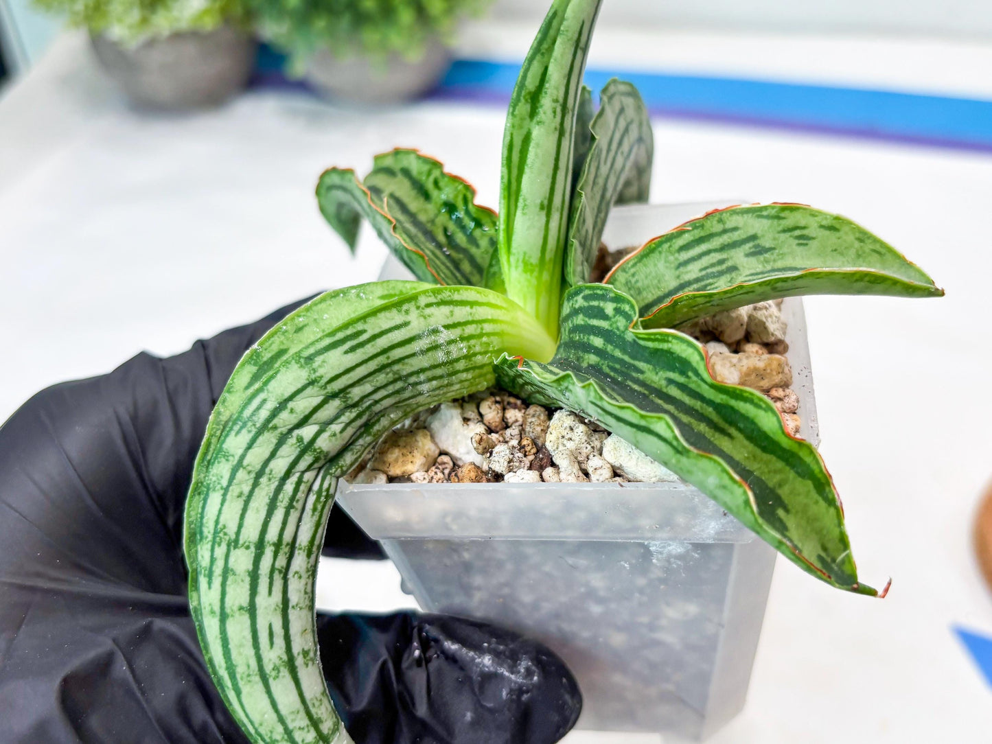 Sansevieria Water Melon (Blue) | Imported Hybrid Species