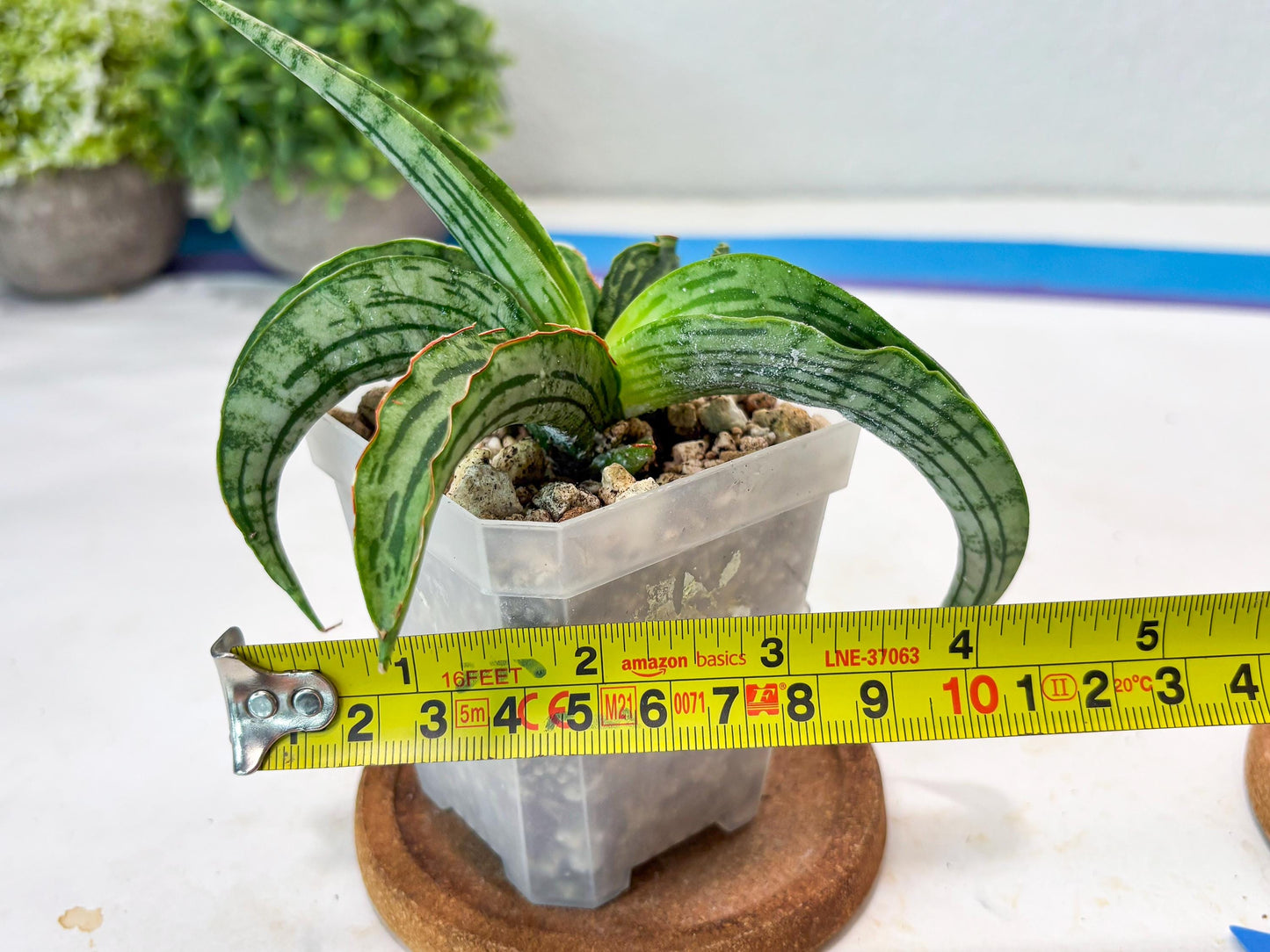 Sansevieria Water Melon (Blue) | Imported Hybrid Species