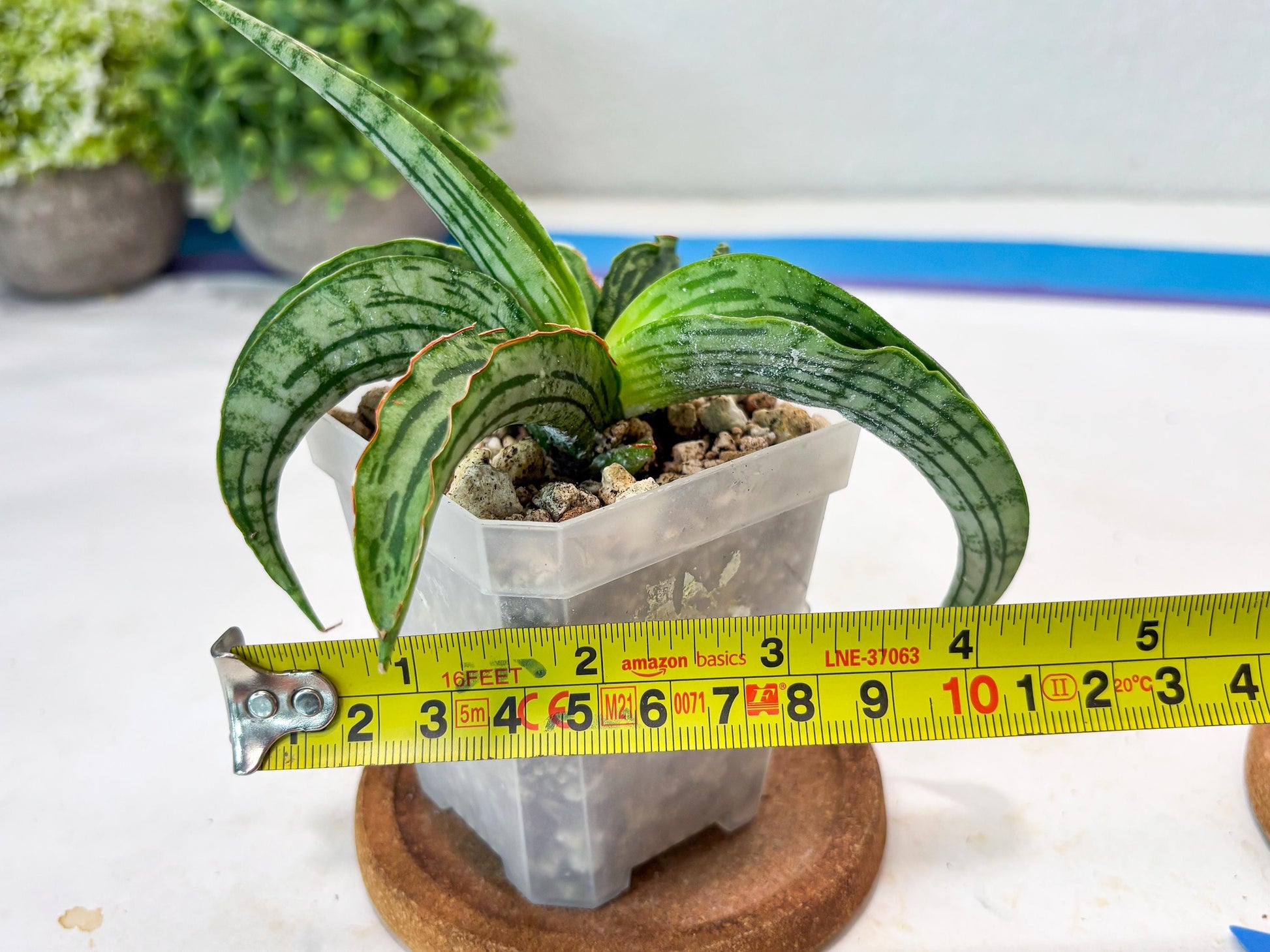 Sansevieria Water Melon (Blue) | Imported Hybrid Species