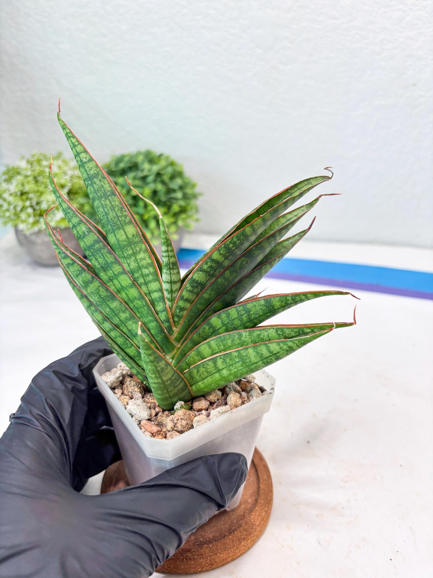 Sansevieria Ballyi x Koko (#Ba5) | Imported Plants | Rare Hybrid Species