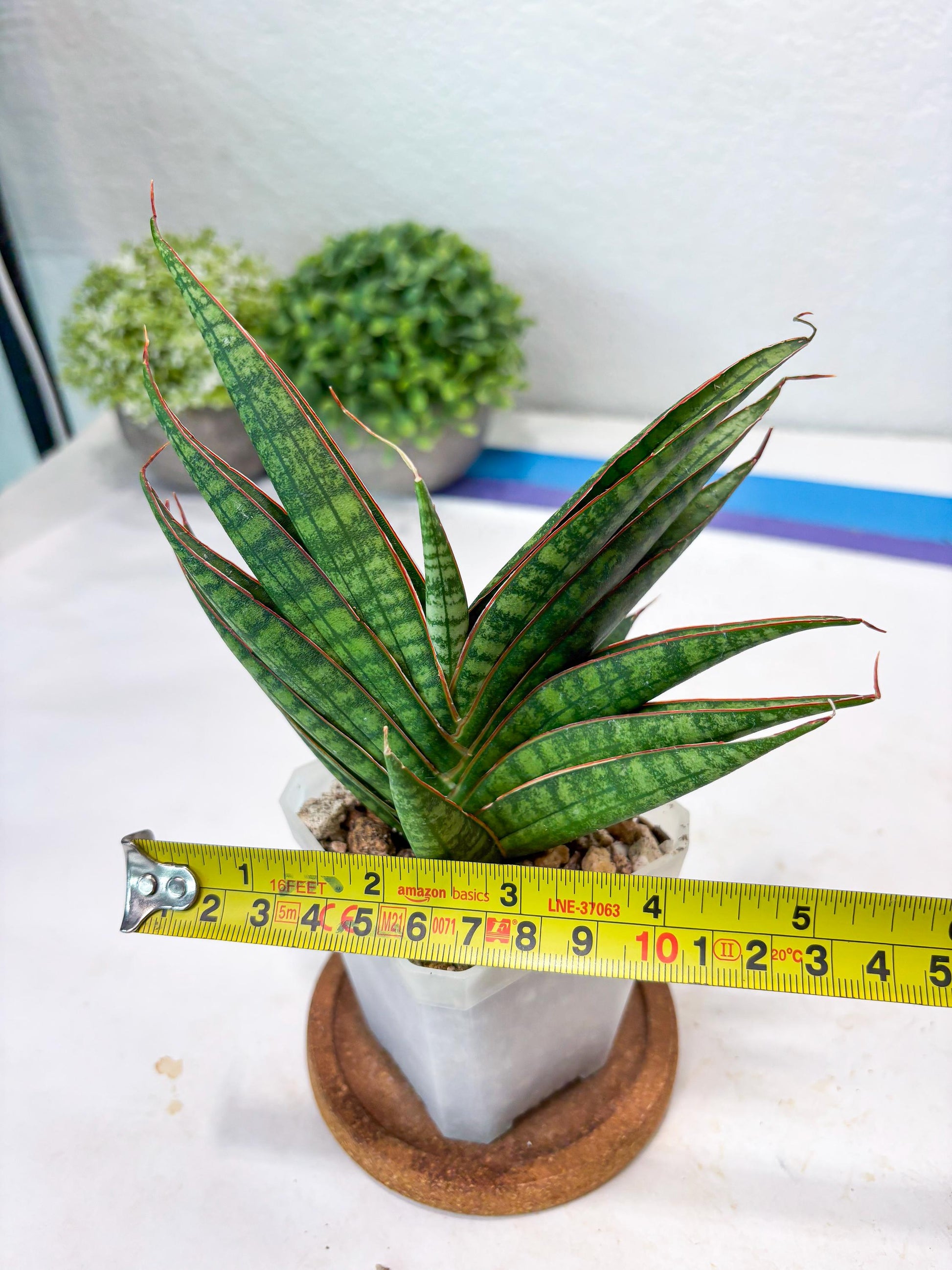 Sansevieria Ballyi x Koko (#Ba5) | Imported Plants | Rare Hybrid Species