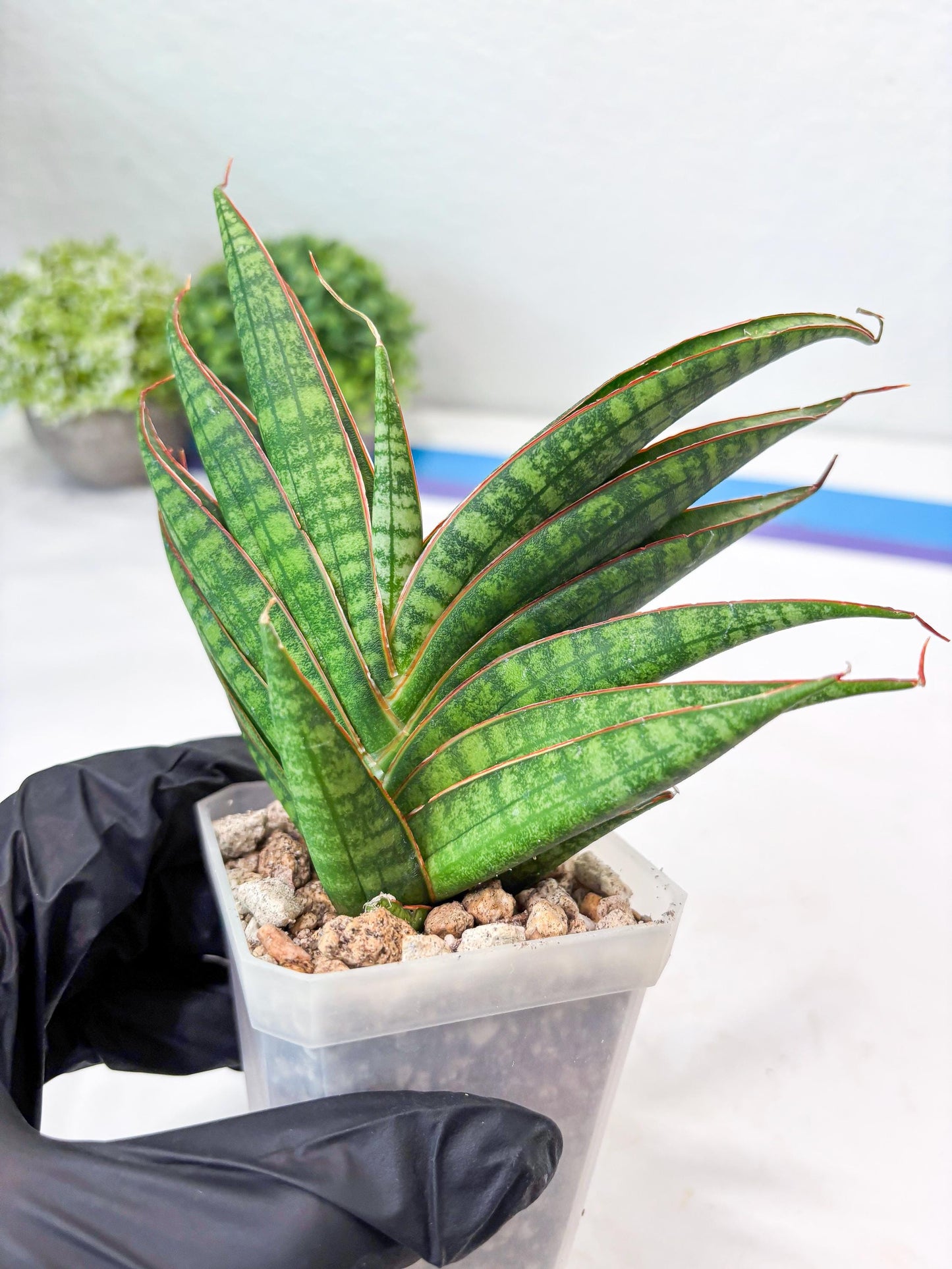 Sansevieria Ballyi x Koko (#Ba5) | Imported Plants | Rare Hybrid Species