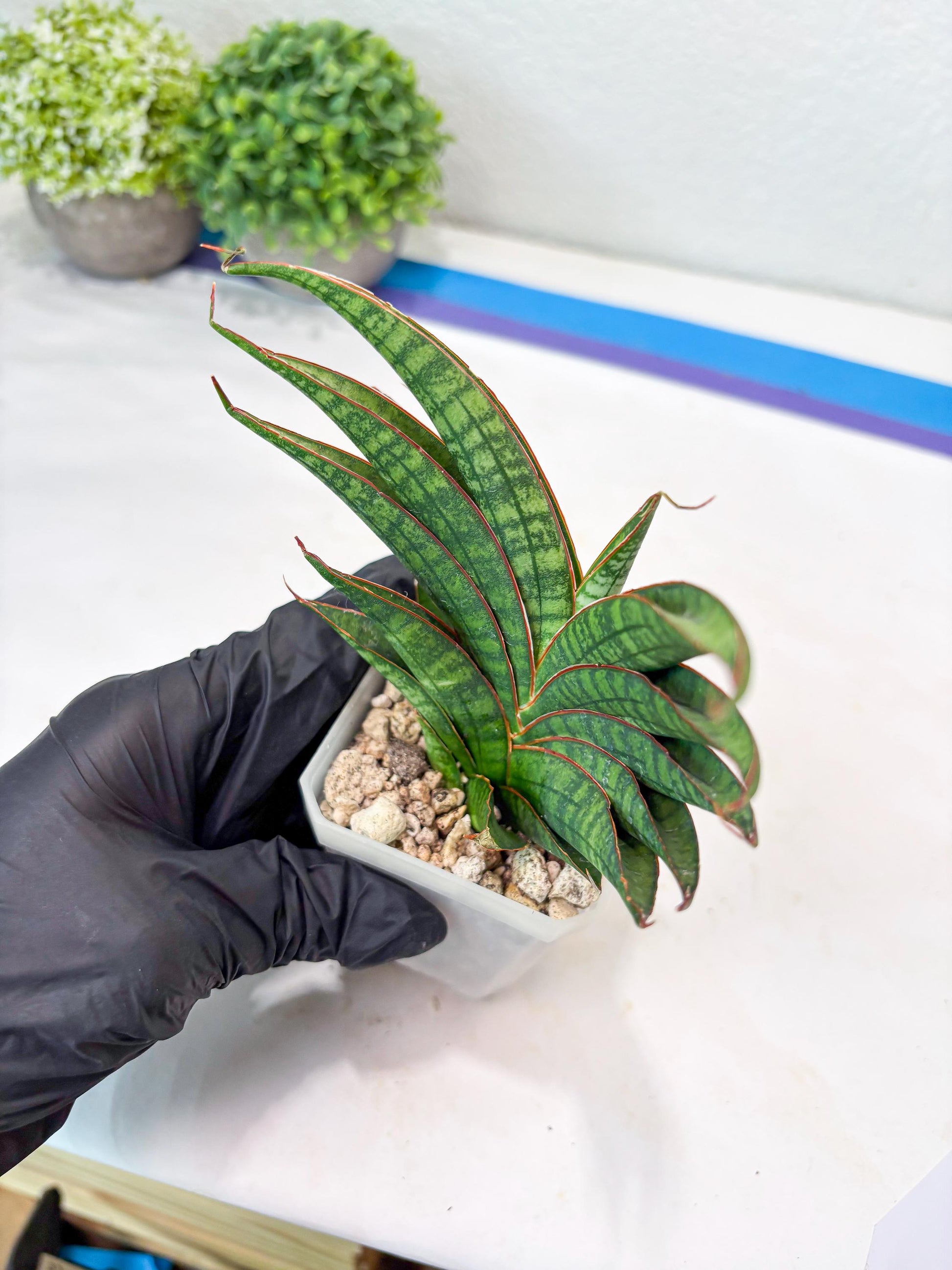 Sansevieria Ballyi x Koko (#Ba5) | Imported Plants | Rare Hybrid Species