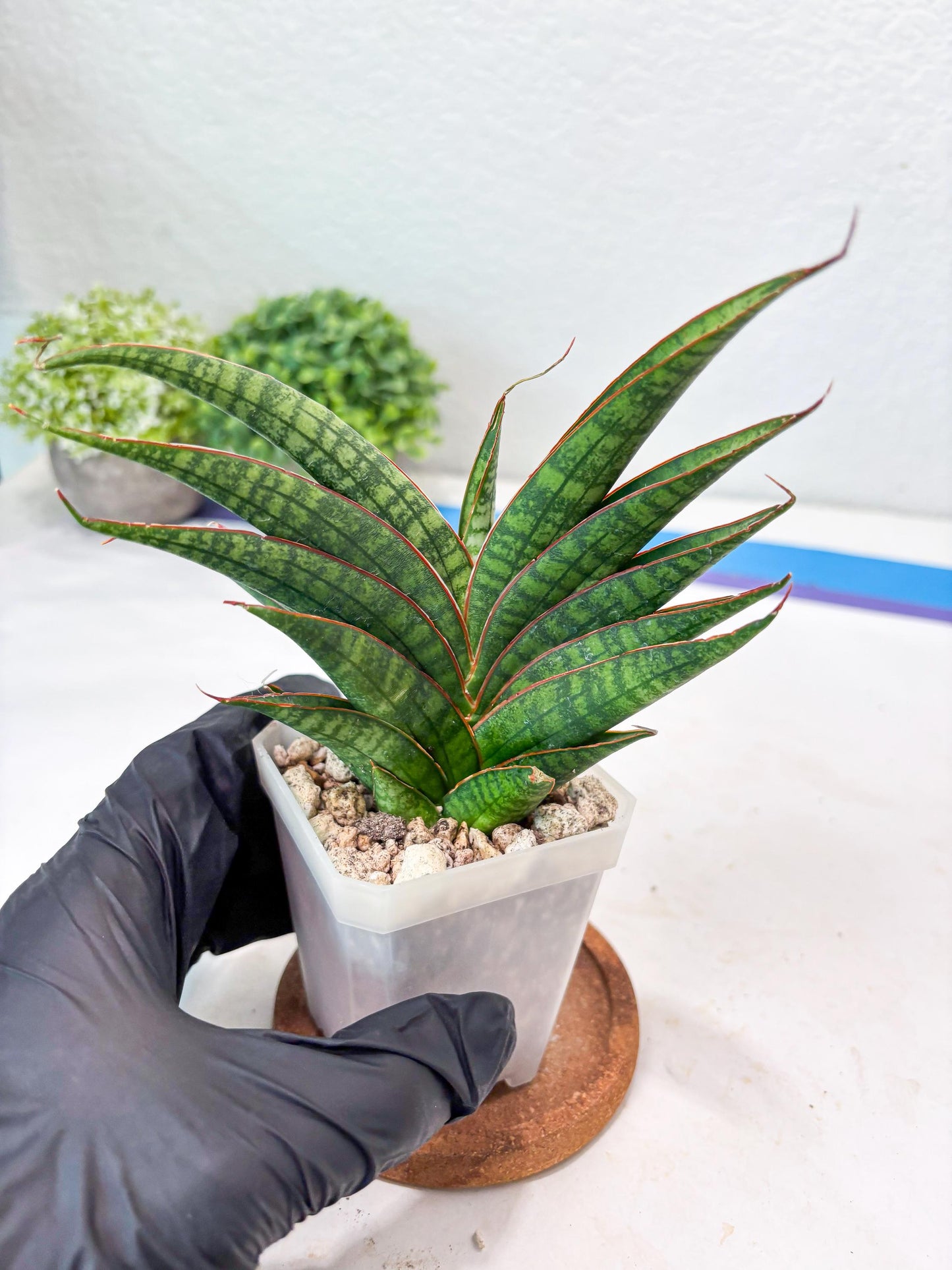 Sansevieria Ballyi x Koko (#Ba5) | Imported Plants | Rare Hybrid Species