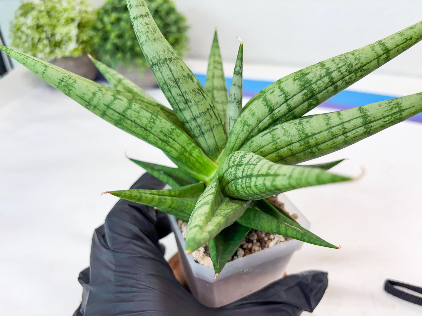 Sansevieria Bona (#Ba7) | Imported Plants | Rare Hybrid Species